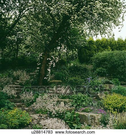 Large tree in country garden in summer View Large Photo Image Stock Image - Large tree in country garden in summer. Fotosearch