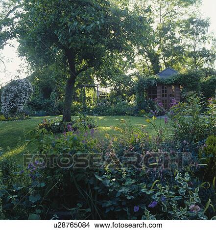 Picture - Large tree in shady lawn of country garden in summer. Fotosearch