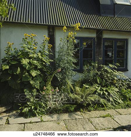 Stock Photograph - Late summer border in front of cottage. Fotosearch