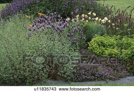 Lavender and herbs in scented border in country garden in summer View Large Photo Image Stock Image - Lavender and herbs in scented border in country garden in summer. Fotosearch