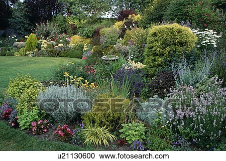 Lavender and summer annuals in country garden in summer View Large Photo Image Stock Image - Lavender and summer annuals in country garden in summer. Fotosearch
