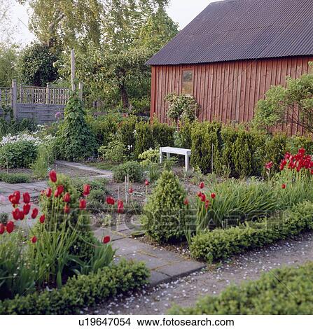 Low box hedging and red tulips in formal country garden View Large Photo Image Picture - Low box hedging and red tulips in formal country garden. Fotosearch