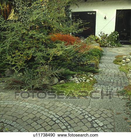 Stock Image - Low maintainence front garden with ground cover including cotoneaster in autumn.. Fotosearch