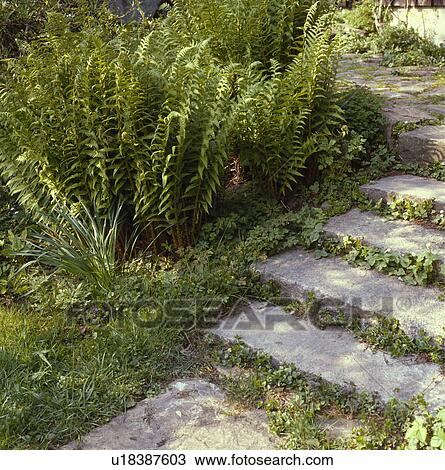 Stock Image -  Lush planting of ferns and groundcover by shallow stone steps. Fotosearch