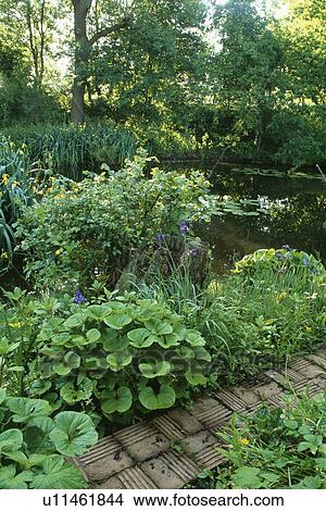 Lush plants around pond in country garden in summer View Large Photo Image Picture - Lush plants around pond in country garden in summer. Fotosearch