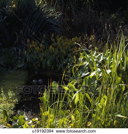 Picture - Lush plants around pond in country garden in summer. Fotosearch