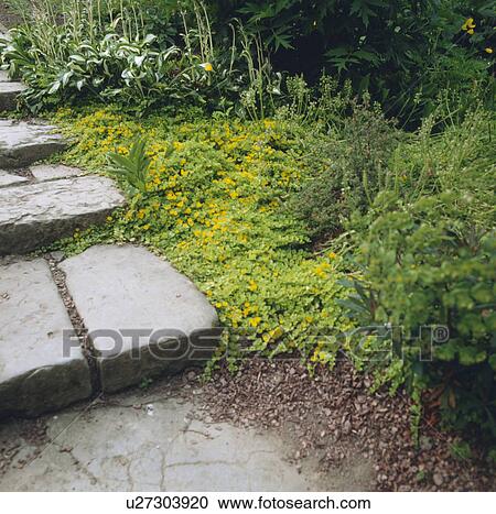 Lysimachia beside stone steps in country garden in summer View Large Photo Image Stock Image - Lysimachia beside stone steps in country garden in summer. Fotosearch
