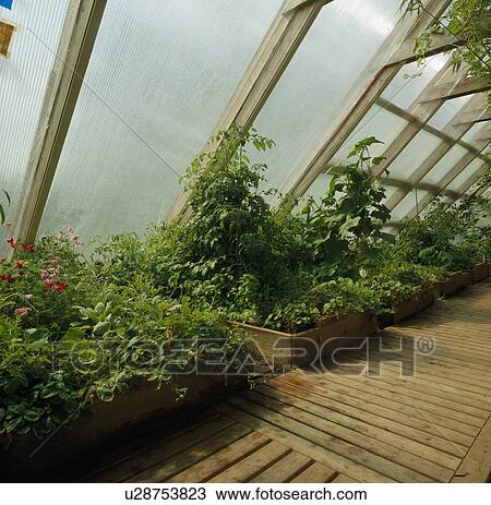 Massed evergreen conseratory plants in wooden edged raised beds in a large glazed roof terrace. View Large Photo Image Stock Image - Massed evergreen conseratory plants in wooden edged raised beds in a large glazed roof terrace.. Fotosearch
