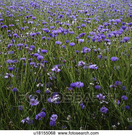 Meadow crowded with blue cornflowers in full summer glory. View Large Photo Image Stock Photo - Meadow crowded with blue cornflowers in full summer glory.. Fotosearch