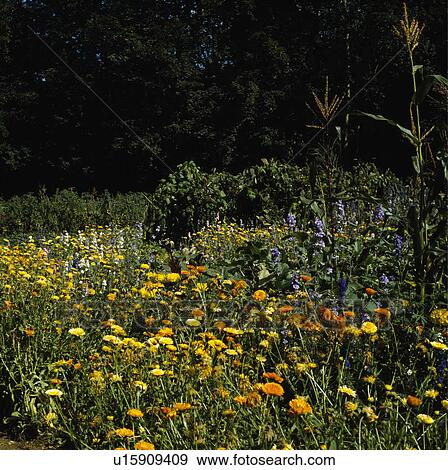 Meadow of marigolds and bluebells beside a wood View Large Photo Image Stock Photo - Meadow of marigolds and bluebells beside a wood. Fotosearch
