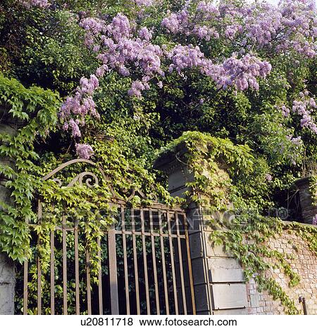 Metal gates in wall of country garden View Large Photo Image Stock Photo - Metal gates in wall of country garden. Fotosearch