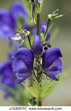 Stock Image - monkshood, perennial, blue, aconitum, plants. Fotosearch