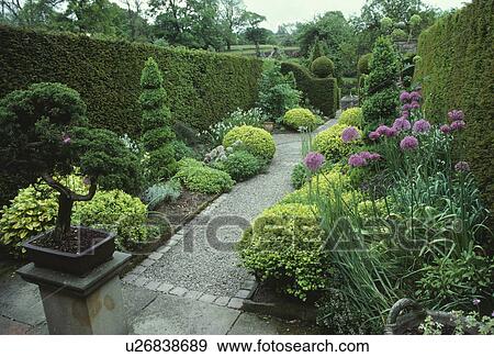 Narrow borders backed with yew hedges with box mounds and yew spirals underplanted with alliums. View Large Photo Image Stock Photo - Narrow borders backed with yew hedges with box mounds and yew spirals underplanted with alliums.. Fotosearch