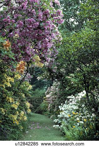 Narrow grass path through stacked azaleas and rhododendrons. View Large Photo Image Stock Photography - Narrow grass path through stacked azaleas and rhododendrons.. Fotosearch