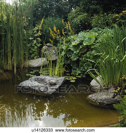 Stock Image - Natural pond in country garden. Fotosearch