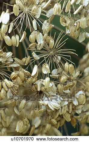 neutral, dried, agapanthus, plants View Large Photo Image Stock Image - neutral, dried, agapanthus, plants. Fotosearch