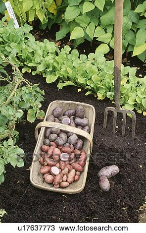 Stock Image - Newly dug "Pink Fir Apple" potatoes in wooden trug beside row of vegetable seedlings and old garden fork. Fotosearch
