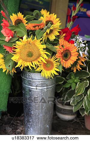 Stock Photo - Orange and yellow sunflowers in tall galvanized pot. Fotosearch