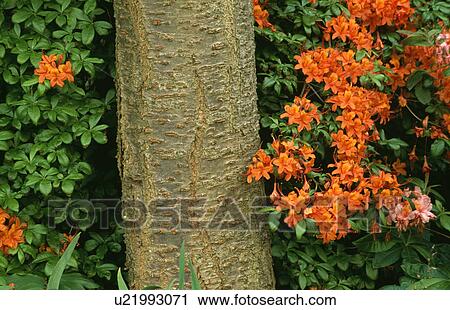 Stock Image - Orange azalea beside tree-trunk. Fotosearch