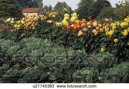 Orange dahlias in large country vegetable garden in summer View Large Photo Image Stock Image - Orange dahlias in large country vegetable garden in summer. Fotosearch