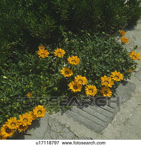 Orange gazanias edging a path View Large Photo Image Stock Photo - Orange gazanias edging a path. Fotosearch