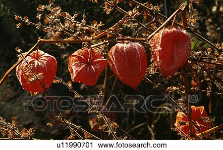 orange, perennial, physalis, chinese lantern, autumn, plants View Large Photo Image Stock Image - orange, perennial, physalis, chinese lantern, autumn, plants. Fotosearch