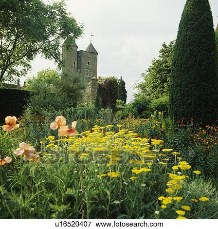 Stock Photo - Orange poppies and yellow achillea in large herbaceous border at Sissinghurst garden in summer. Fotosearch