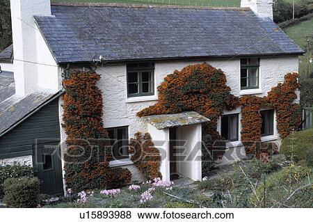 Stock Photo - Orange pyracantha growing on trraditional white country cottage. Fotosearch