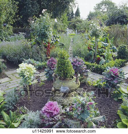 Ornamental cabbages in large potager garden in summer View Large Photo Image Stock Image - Ornamental cabbages in large potager garden in summer. Fotosearch