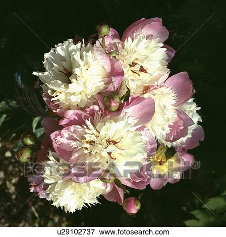 Stock Photo - paeonia, pastel, pink, peony, perennial, plants. Fotosearch