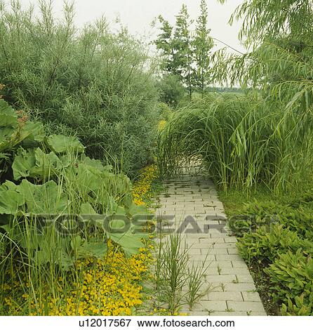 Stock Photo - Pale brick path between lush beds of waterloving plants including willows and ormamental rhubarb. Fotosearch