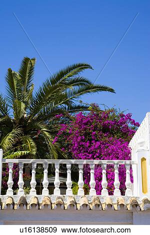 Stock Photo - Palm tree and purple bougainvillea above white balustrade in southern Spain. Fotosearch