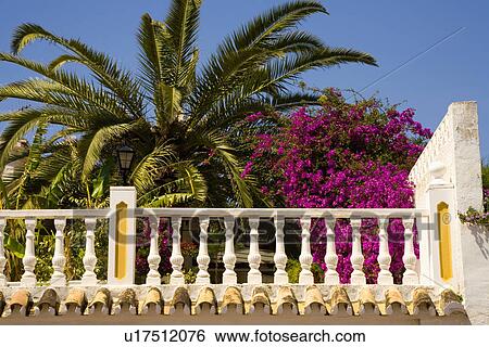 Stock Photograph - Palm tree and purple bougainvillea above stone balustrqade on Spainish house. Fotosearch