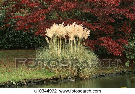 Pampas grass beside stream in country garden with autumnal trees View Large Photo Image Stock Image - Pampas grass beside stream in country garden with autumnal trees. Fotosearch