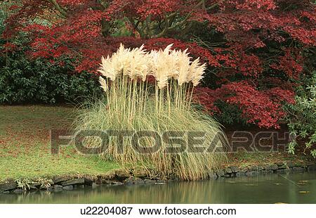 Pampas grass beside tream in country garden with autumnal trees View Large Photo Image Stock Photo - Pampas grass beside tream in country garden with autumnal trees. Fotosearch