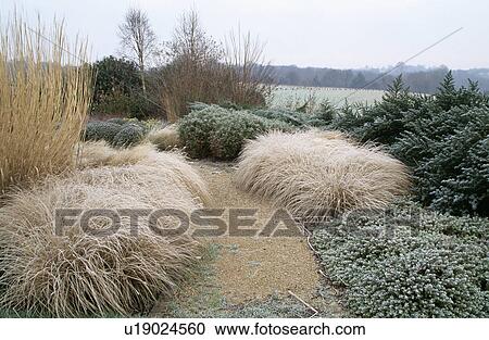 Path and frosted grasses in large country garden in winter View Large Photo Image Stock Image - Path and frosted grasses in large country garden in winter. Fotosearch
