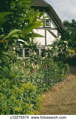Path beside summer flowering border in front of traditional timbered white country cottage View Large Photo Image Picture - Path beside summer flowering border in front of traditional timbered white country cottage. Fotosearch