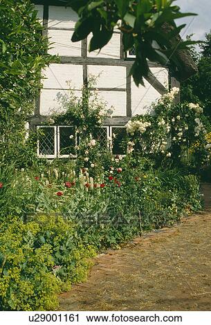 Stock Image - Path beside summer flowering border in front of traditional timbered white country cottage. Fotosearch