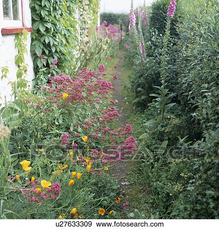 Stock Photo - Path between digitalis in hedge and summer border with Centranthus Ruber and yellow Eschscholzia Californica . Fotosearch