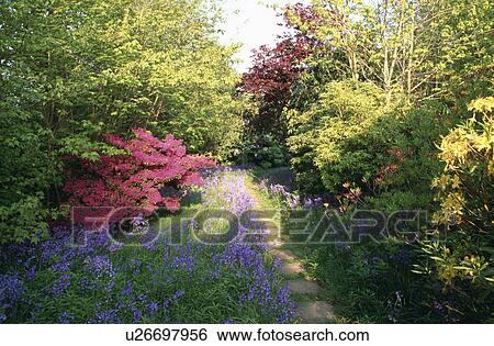 Path through borders with bluebells and pink azaleas in large country garden in spring View Large Photo Image Stock Photograph - Path through borders with bluebells and pink azaleas in large country garden in spring . Fotosearch