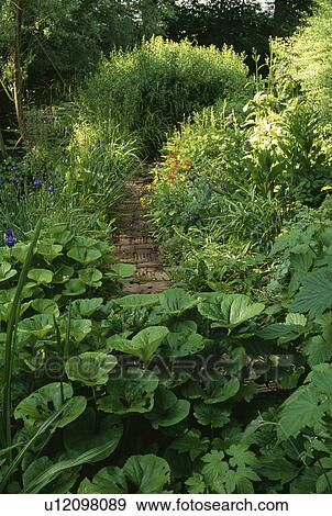 Path through green plants and underplanting in natural country garden View Large Photo Image Stock Photo - Path through green plants and underplanting in natural country garden. Fotosearch