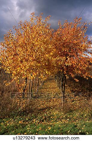 Path through trees in woodland garden in Autumn View Large Photo Image Stock Image - Path through trees in woodland garden in Autumn. Fotosearch