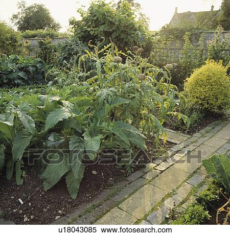 Stock Photography - Paths beside beds in large walled potager garden in summer. Fotosearch