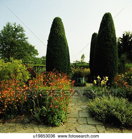 Stock Photograph - Paved path and tall clipped conifers in colourful country garden in summer. Fotosearch