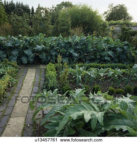 Paved path in large country potager garden in summer View Large Photo Image Stock Image - Paved path in large country potager garden in summer. Fotosearch