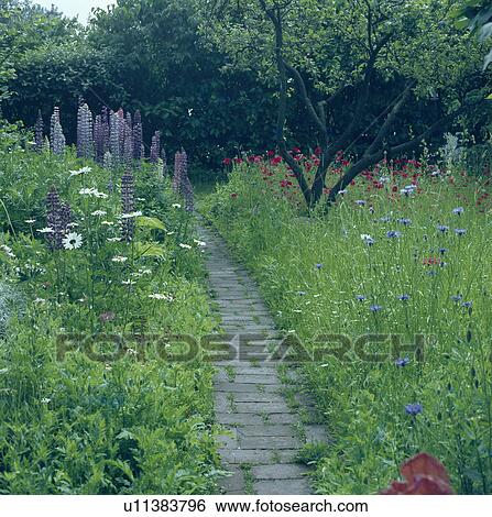 Paved Path Through Wild Flowers In Long Grass In Large Country Garden In Summer Stock Photograph U Fotosearch