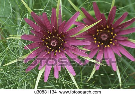 Picture - perennial, pink, plants. Fotosearch