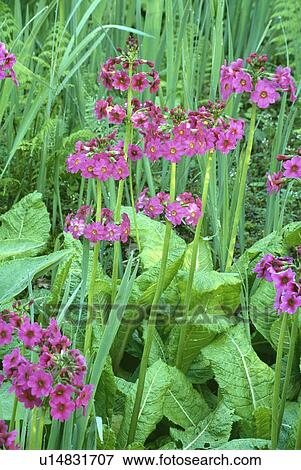 perennial, spring, pink, primula japonica, plants View Large Photo Image Stock Photo - perennial, spring, pink, primula japonica, plants. Fotosearch