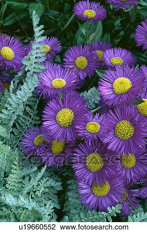 perennial, summer, purple, erigeron serenity, plants View Large Photo Image Stock Image - perennial, summer, purple, erigeron serenity, plants. Fotosearch
