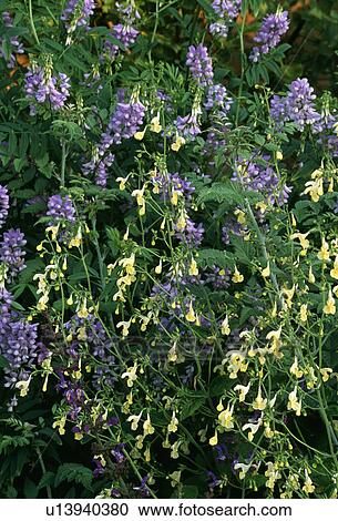 perennials, summer, yellow, blue, plants View Large Photo Image Stock Image - perennials, summer, yellow, blue, plants. Fotosearch